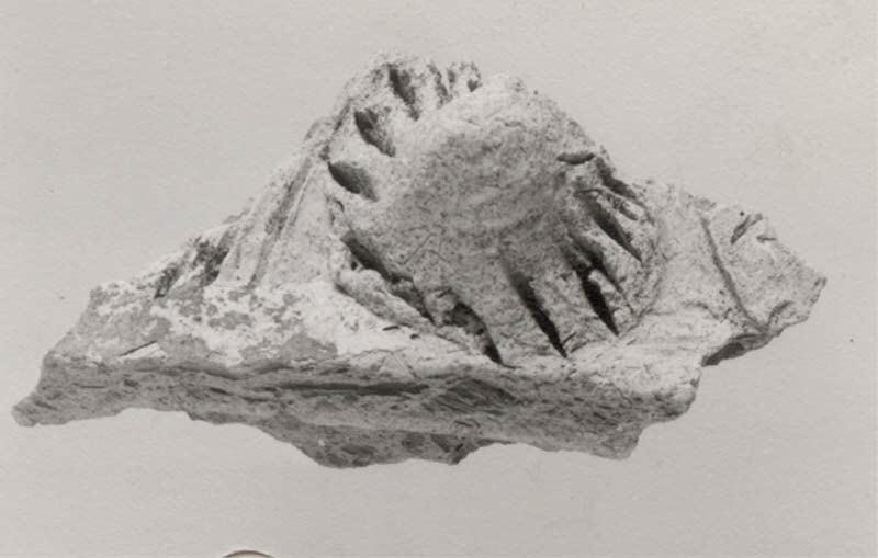 Sherd