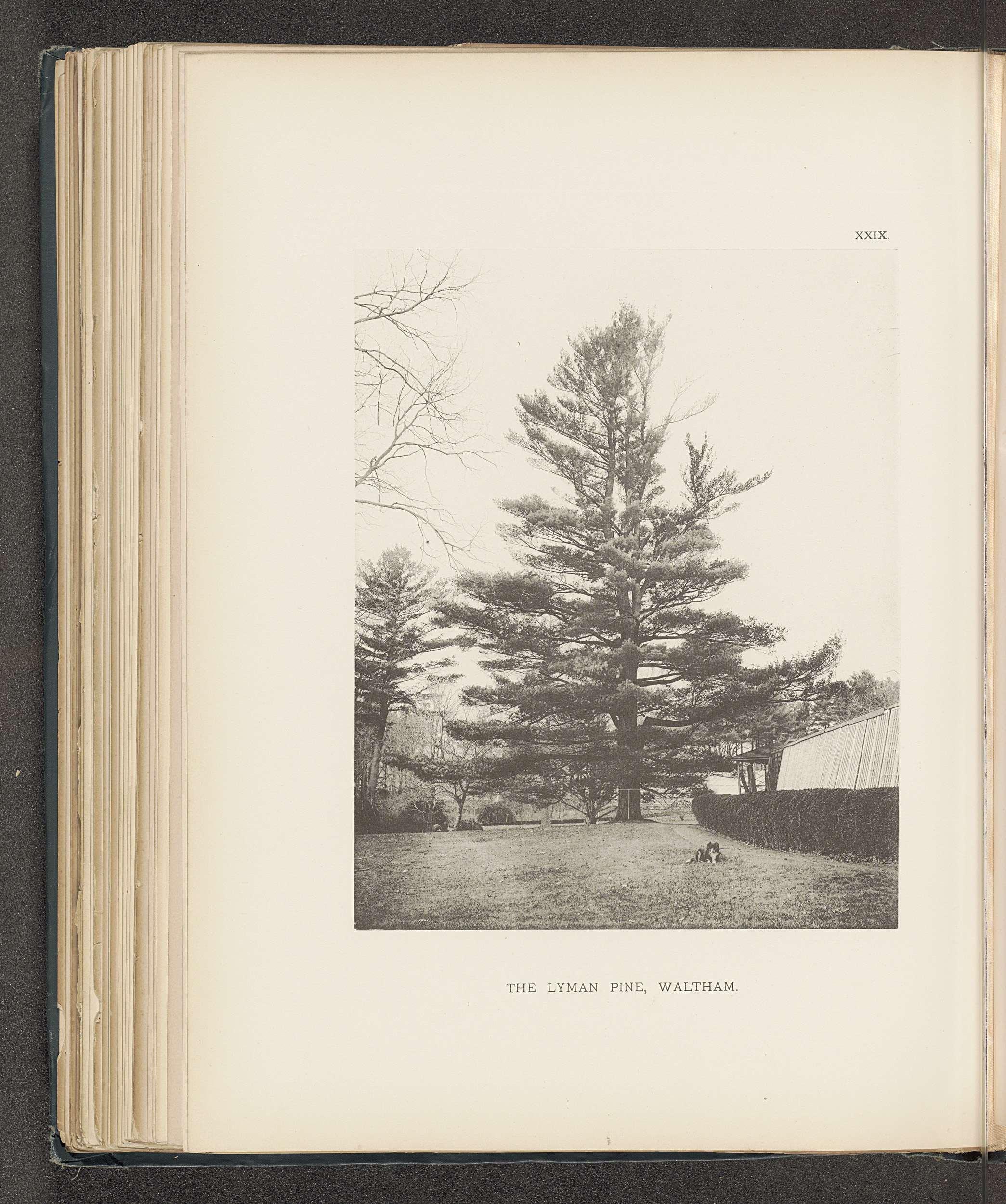 The Lyman pine, Waltham