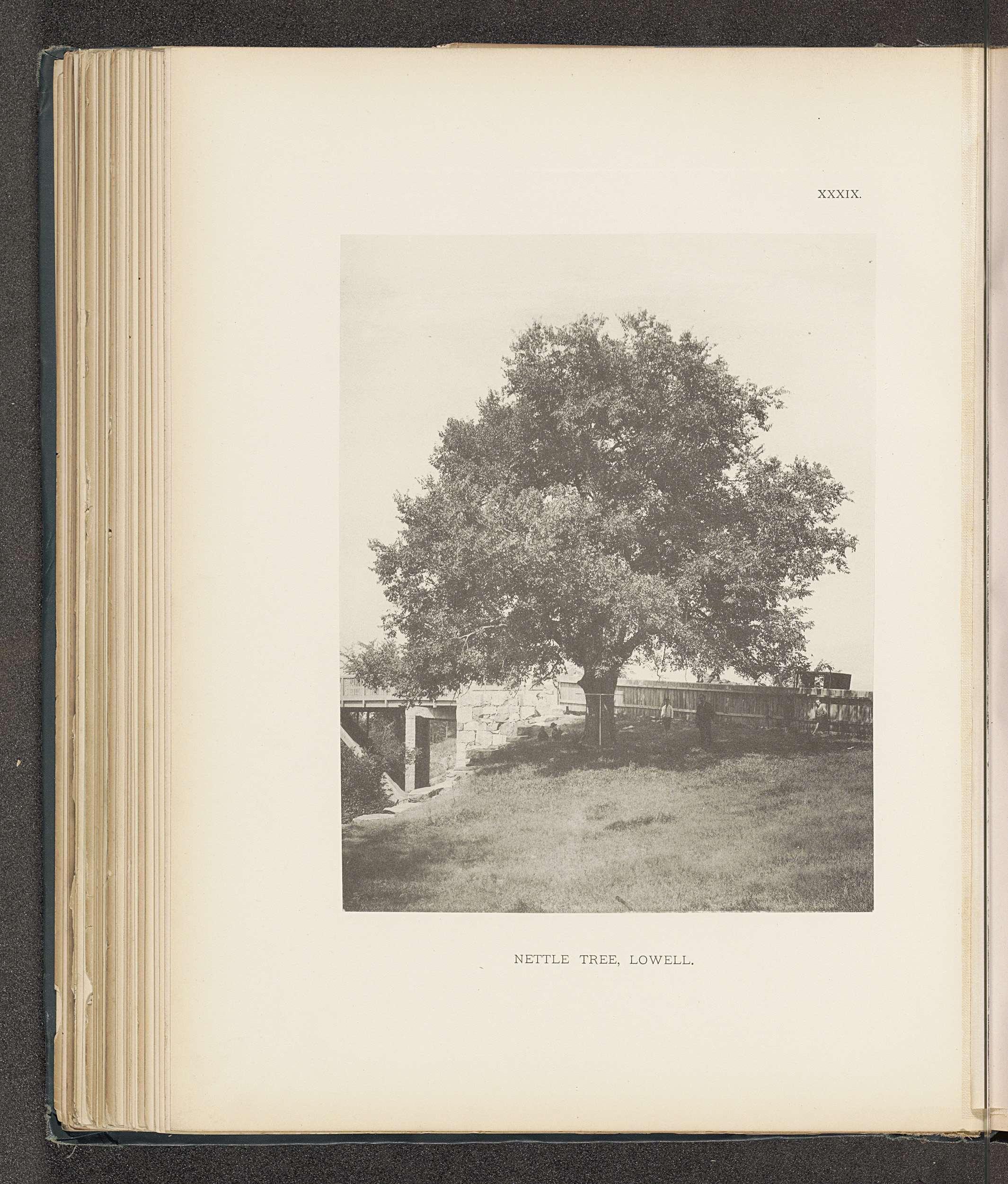 Nettle tree, Lowell