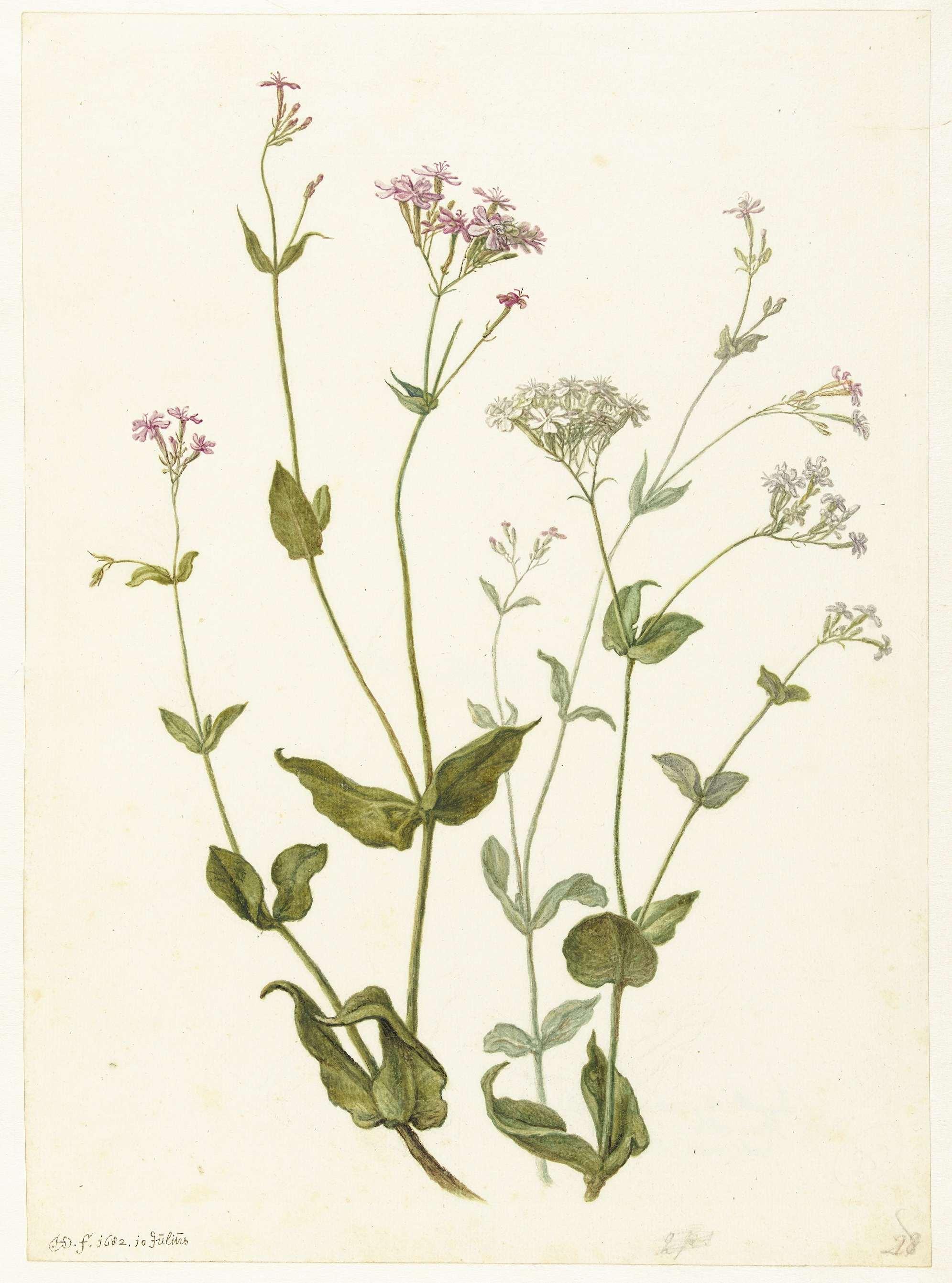 Bladder Senna and Sticky Catchfly