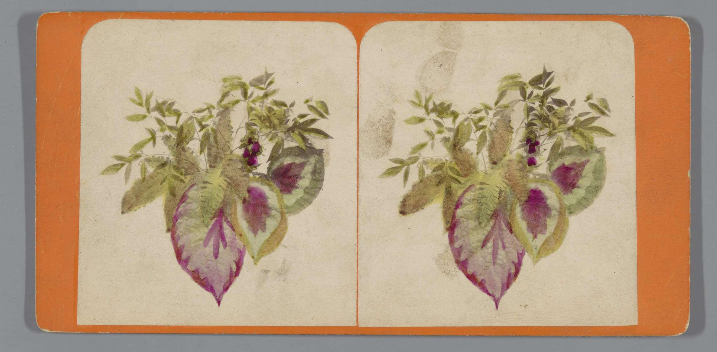 Stilleven met bladeren van planten