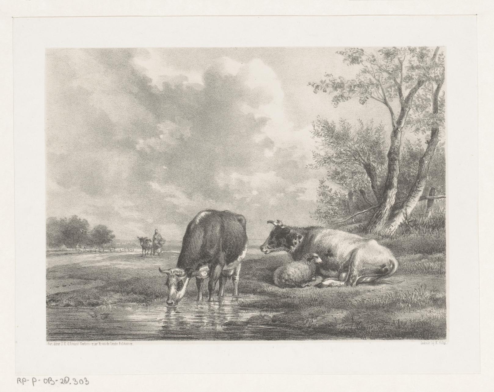 Twee koeien en schaap bij het water