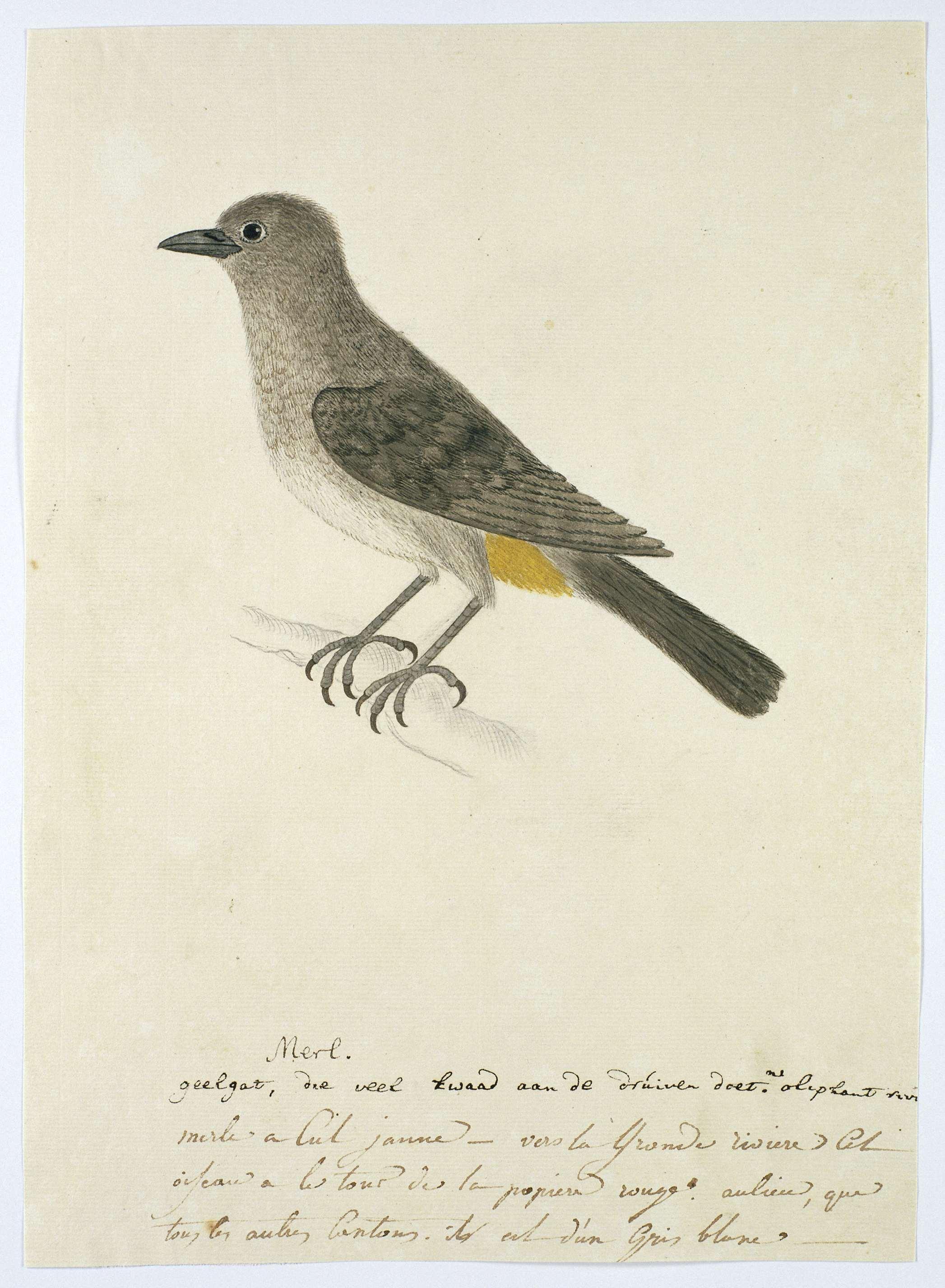 Pycnonotus capensis (Kaapse buulbuul)