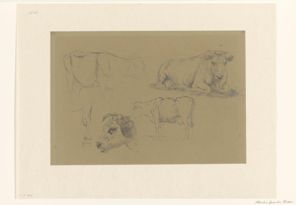 Schetsblad met studies van koeien