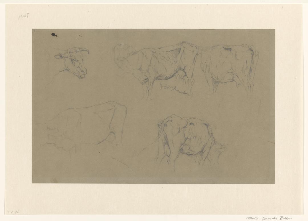 Schetsblad met studies van koeien