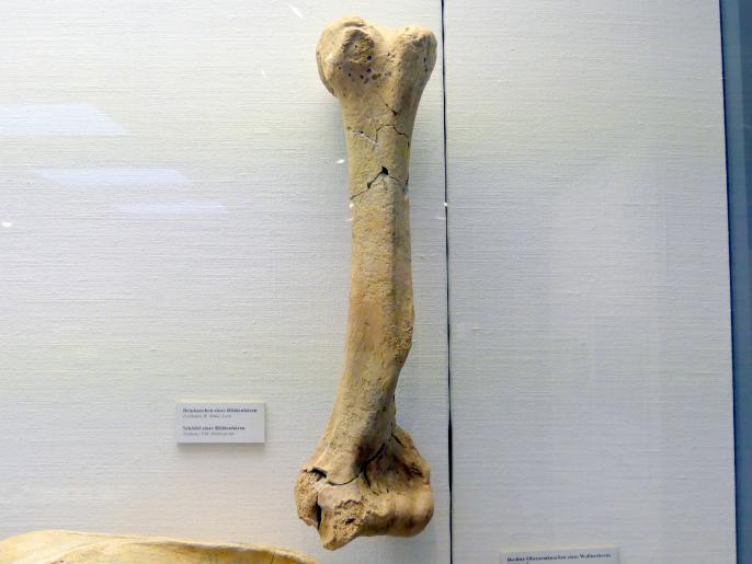 Beinknochen eines Höhlenbären, Paläolithikum, 600000 - 10000 v. Chr.