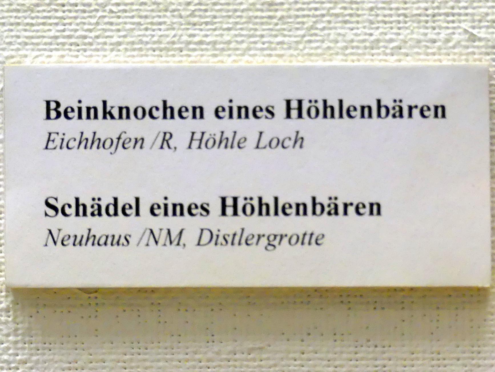 Beinknochen eines Höhlenbären, Paläolithikum, 600000 - 10000 v. Chr., Bild 2/2