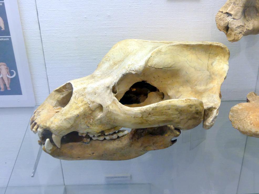 Schädel eines Höhlenbären, Paläolithikum, 600000 - 10000 v. Chr., Bild 1/2