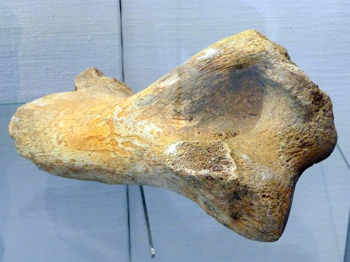 Rechter Oberarmknochen eines Wollnashorns, Paläolithikum, 600000 - 10000 v. Chr., Bild 1/2