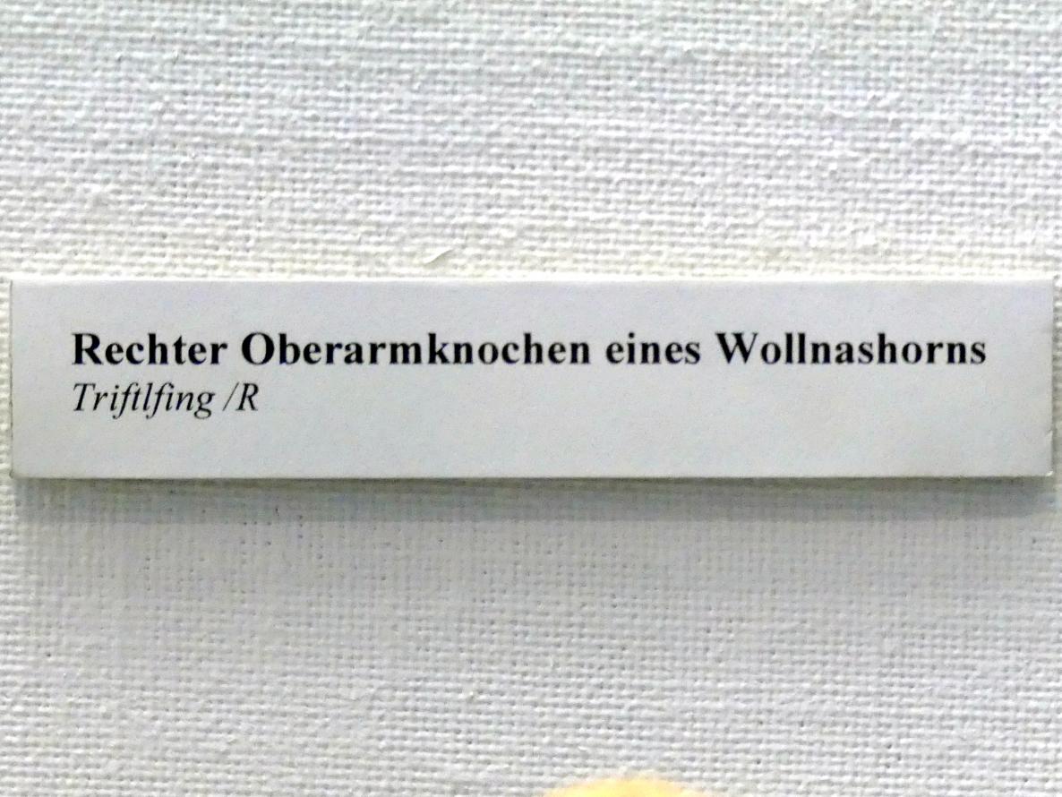 Rechter Oberarmknochen eines Wollnashorns, Paläolithikum, 600000 - 10000 v. Chr., Bild 2/2