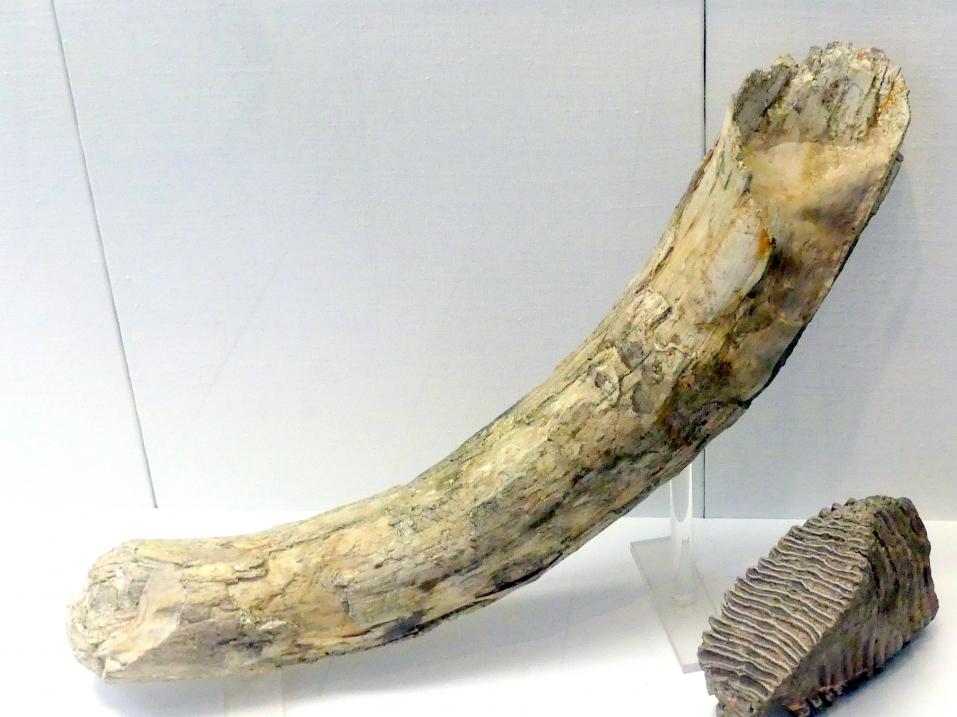 Stoßzahn eines Mammuts, Paläolithikum, 600000 - 10000 v. Chr.