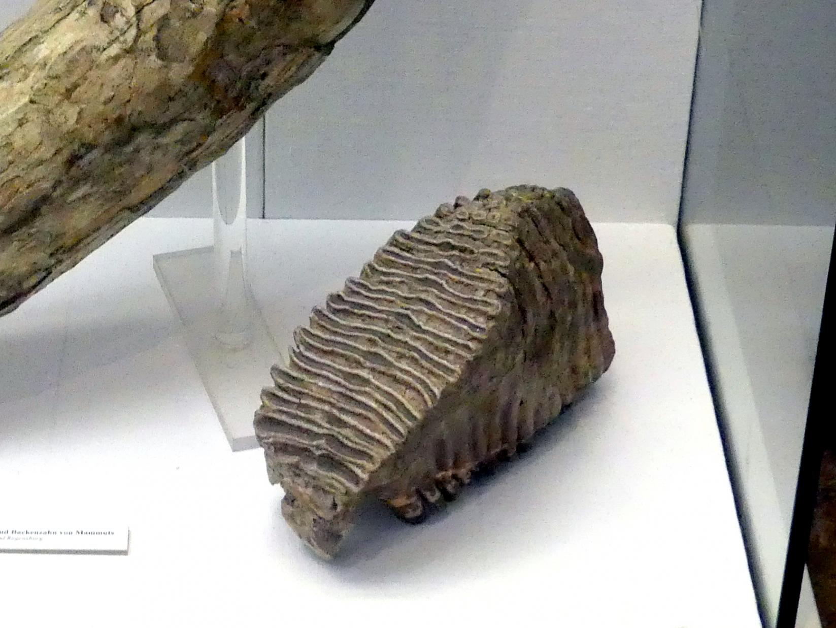Backenzahn eines Mammuts, Paläolithikum, 600000 - 10000 v. Chr., Bild 1/2