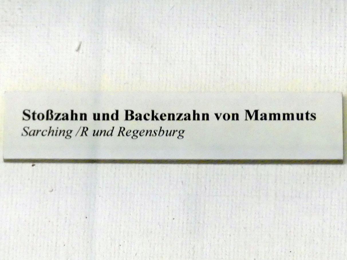 Backenzahn eines Mammuts, Paläolithikum, 600000 - 10000 v. Chr., Bild 2/2