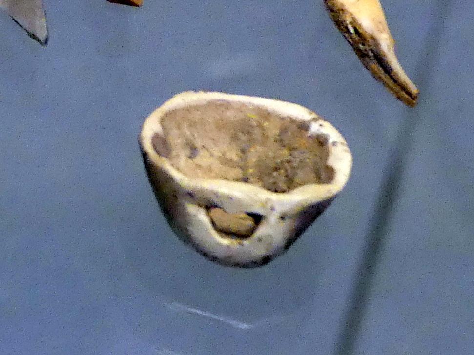 durchbohrte Muschel, Jungpaläolithikum, 43000 - 10000 v. Chr., Bild 1/2