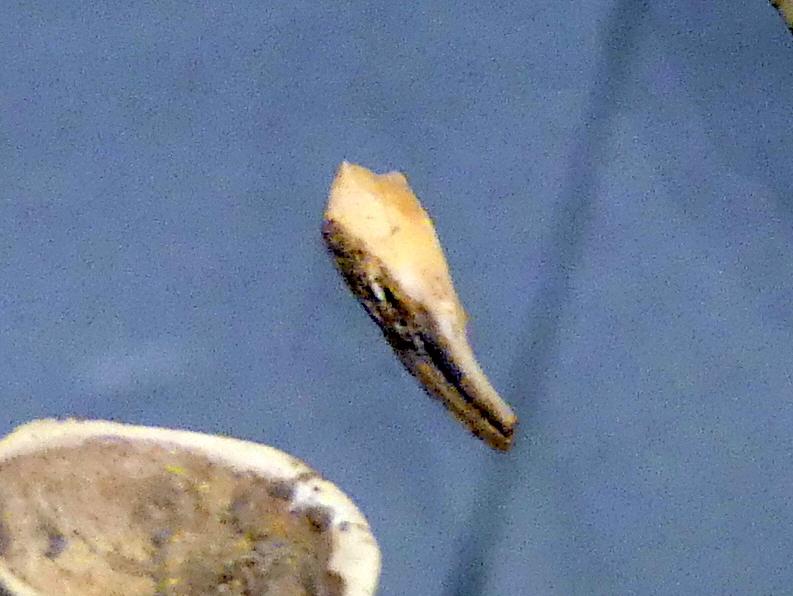 Anhänger aus dem Zahn eines Eisfuchses, Jungpaläolithikum, 43000 - 10000 v. Chr., Bild 1/2