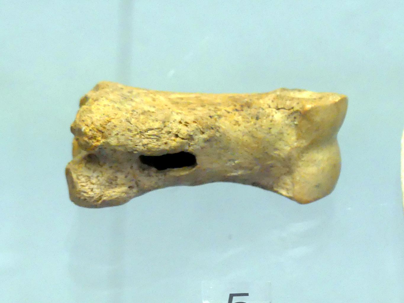 Durchbohrter Rentierfußknochen, Jungpaläolithikum, 43000 - 10000 v. Chr.