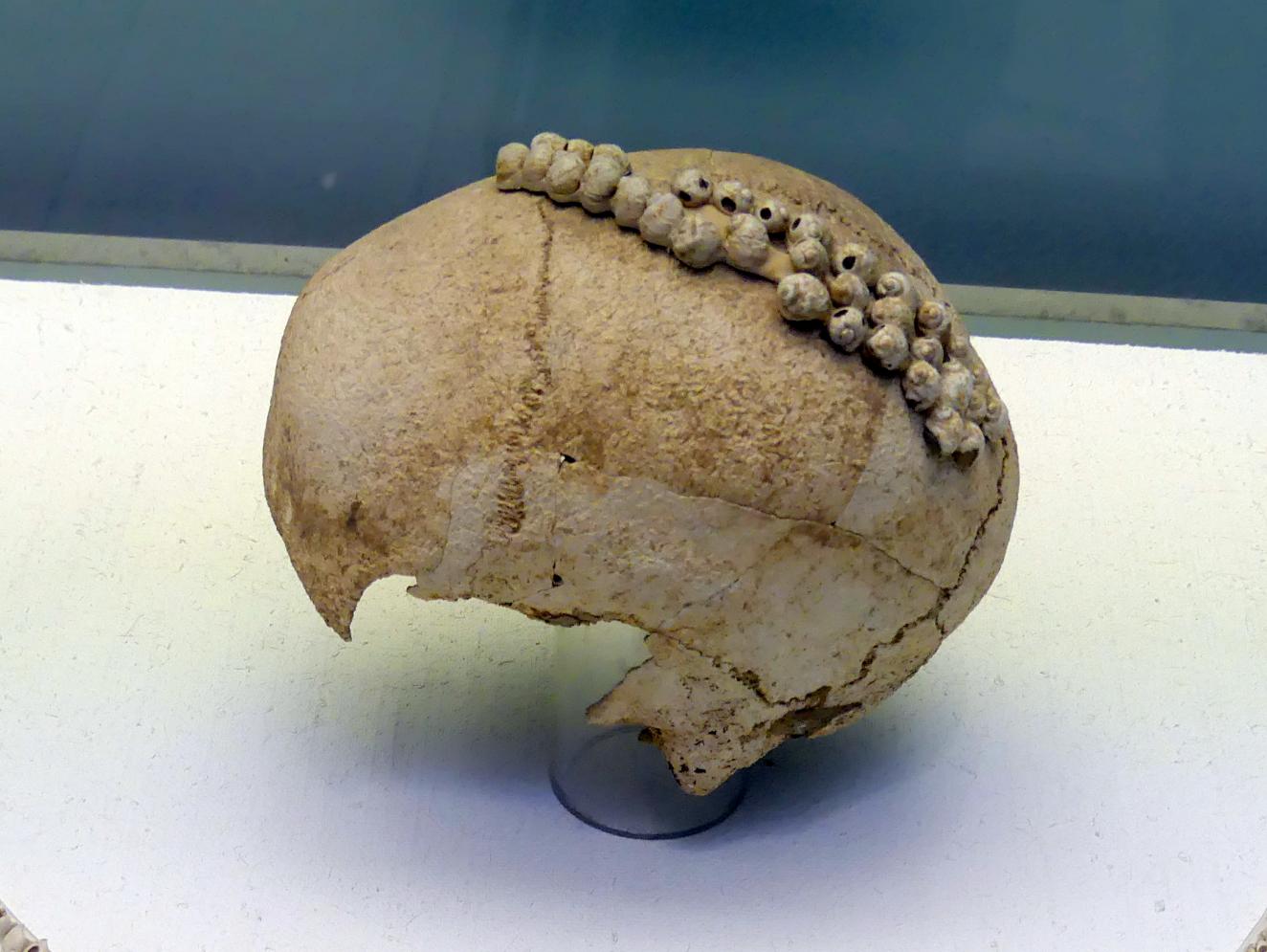Kopfputz oder Haubenbesatz, Frühneolithikum (Altneolithikum), 5500 - 4900 v. Chr., Bild 1/2