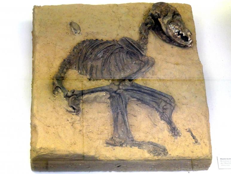 Hundeskelett, Jungneolithikum, 4400 - 3500 v. Chr., Bild 1/2