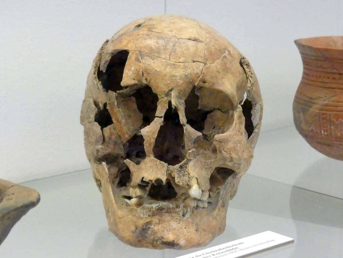 Für die Glockenbecherleute typischer Kurzschädel, Endneolithikum, 2800 - 1700 v. Chr., Bild 2/3