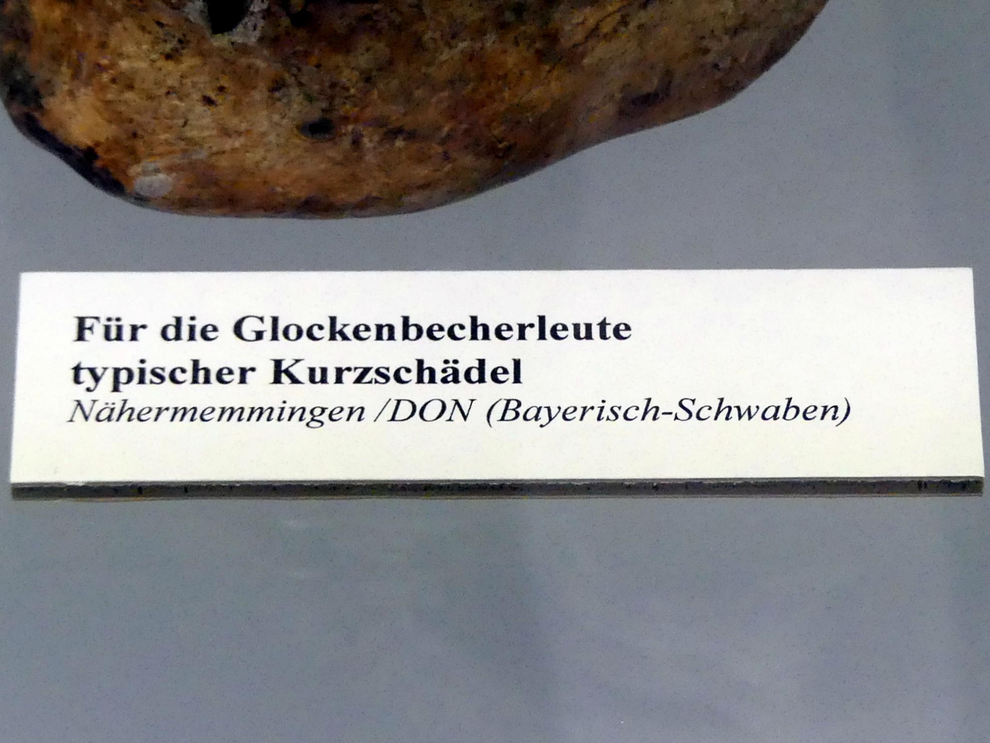 Für die Glockenbecherleute typischer Kurzschädel, Endneolithikum, 2800 - 1700 v. Chr., Bild 3/3