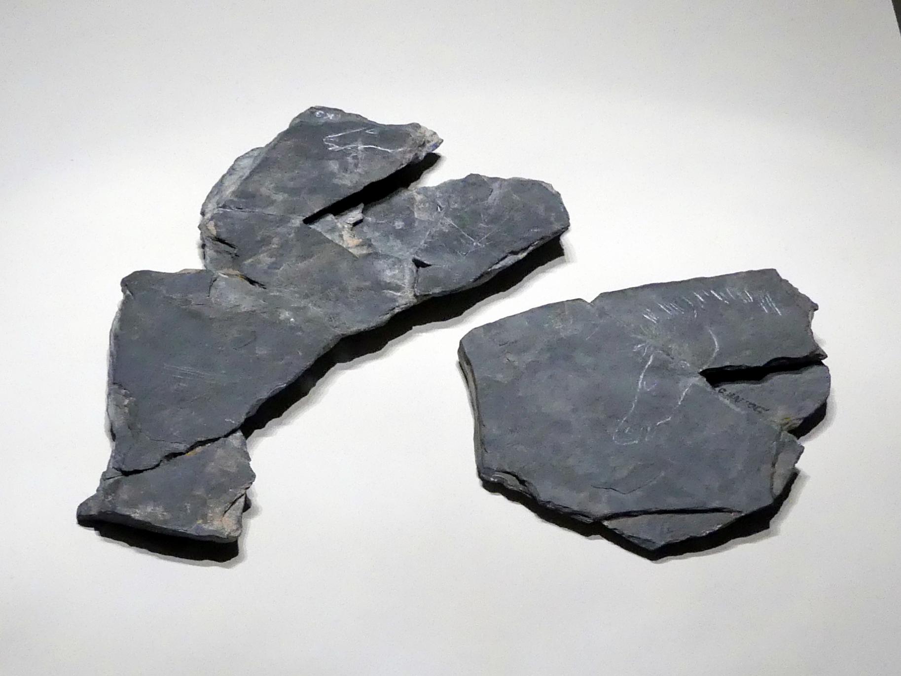 Pferdeköpfe, auf Schieferplatten, graviert, Magdalénien, 13000 - 10000 v. Chr., 13000 - 10000 v. Chr.