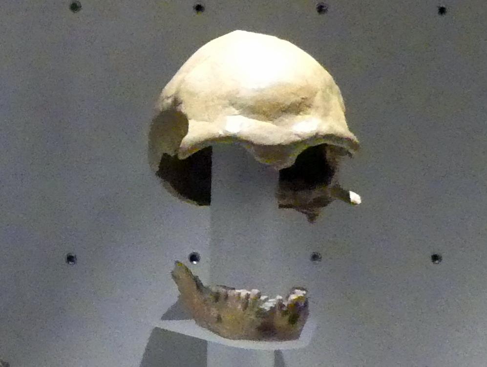 Menschliches Schädeldach (Kopie), Altpaläolithikum, 370000 - 230000 v. Chr., 230000 v. Chr.