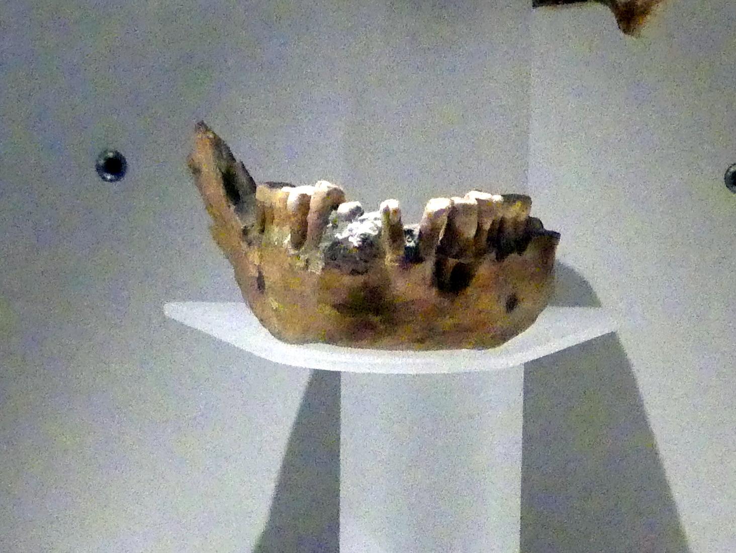 Menschliches Schädeldach (Kopie), Altpaläolithikum, 370000 - 230000 v. Chr., 230000 v. Chr., Bild 2/3