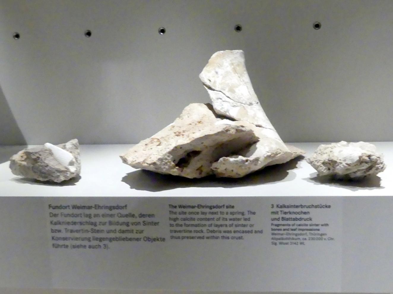 Kalksinterbruchstücke mit Tierknochen und Blattabdruck, Altpaläolithikum, 370000 - 230000 v. Chr., 230000 v. Chr.