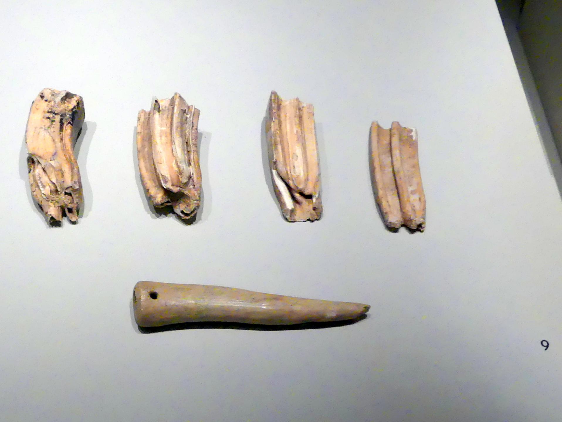 Zähne, Jungpaläolithikum, 43000 - 10000 v. Chr., 22000 - 12700 v. Chr.