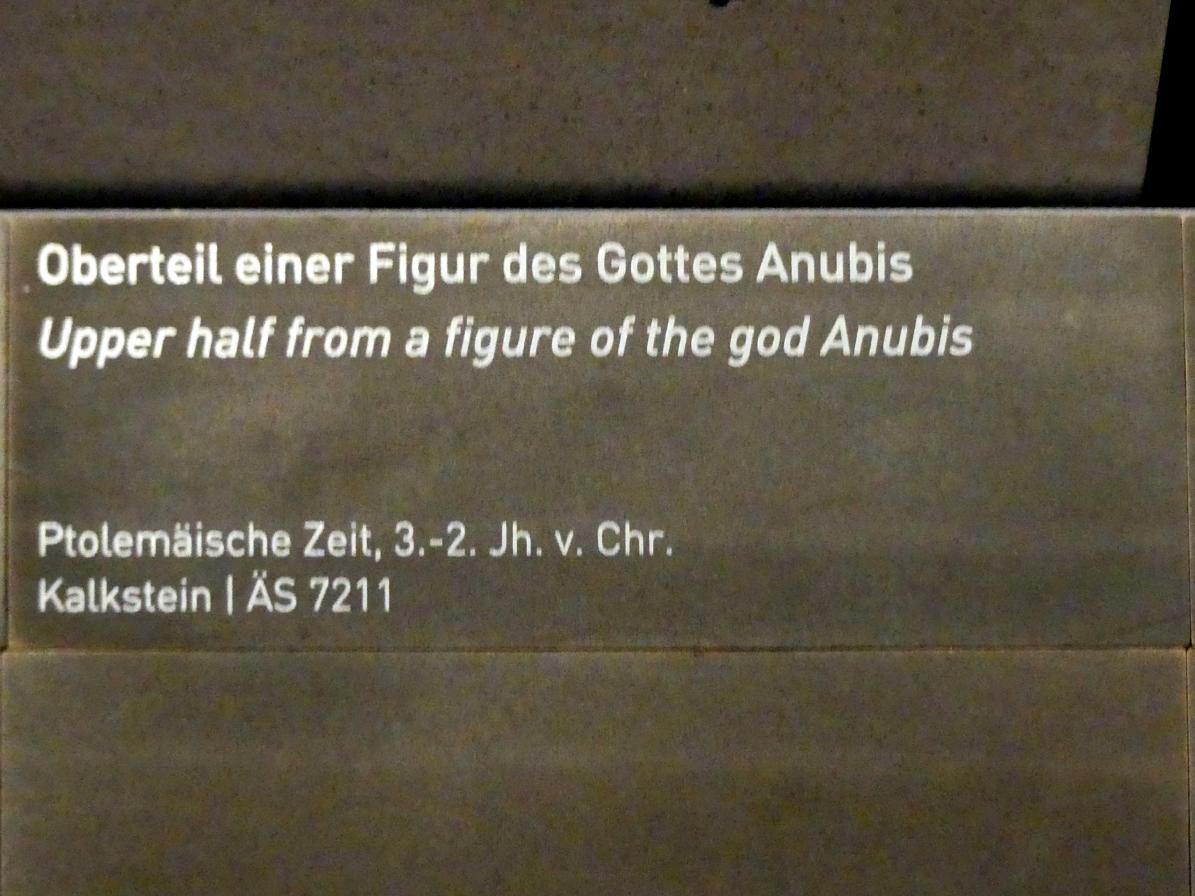 Oberteil einer Figur des Gottes Anubis, Ptolemäische Zeit, 400 v. Chr. - 1 n. Chr., 300 - 100 v. Chr., Bild 3/3