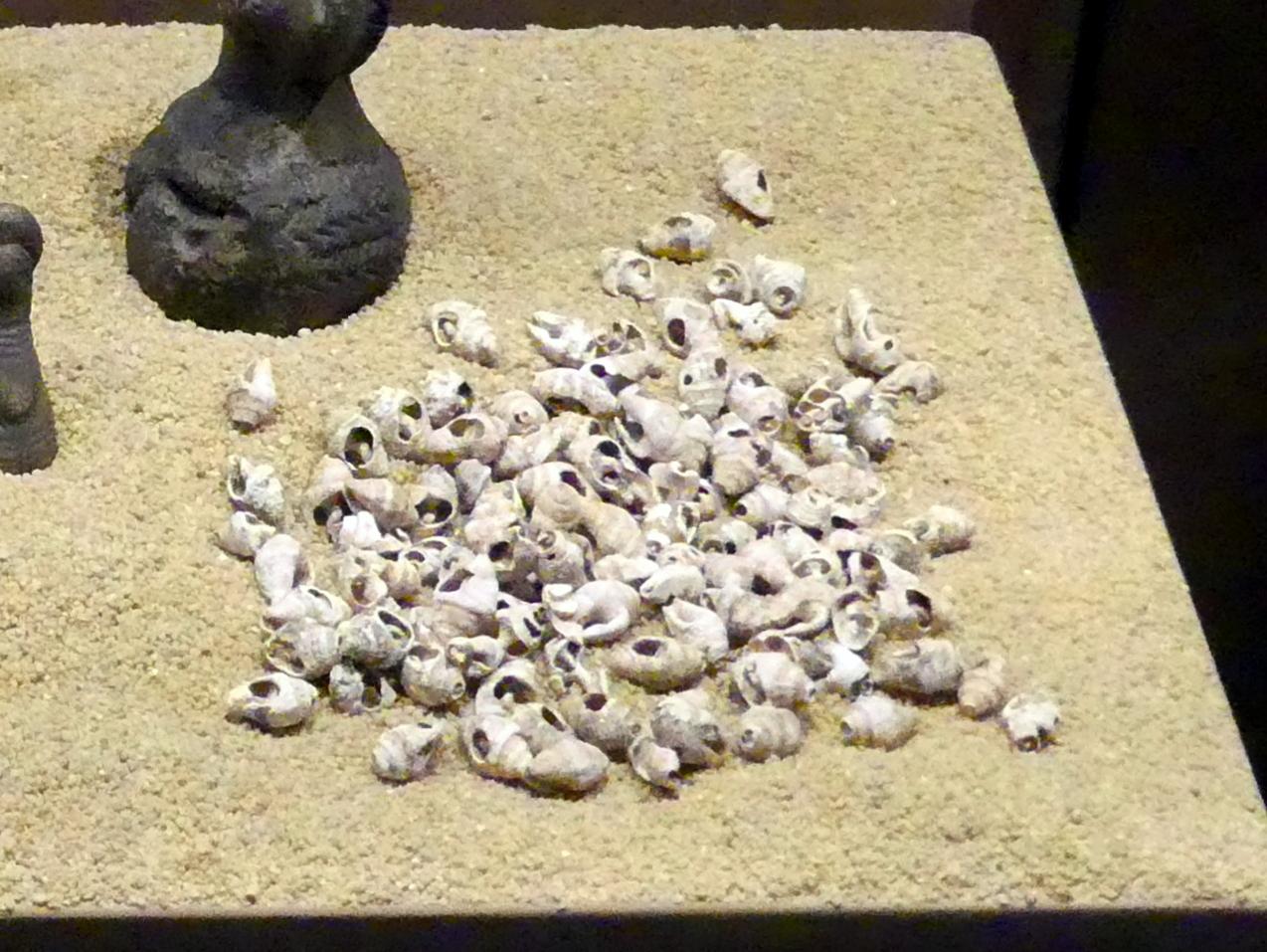 Durchbohrte Schnecken aus dem Roten Meer, Neolithikum (Jungsteinzeit), 5500 - 1700 v. Chr., 4500 v. Chr., Bild 1/2