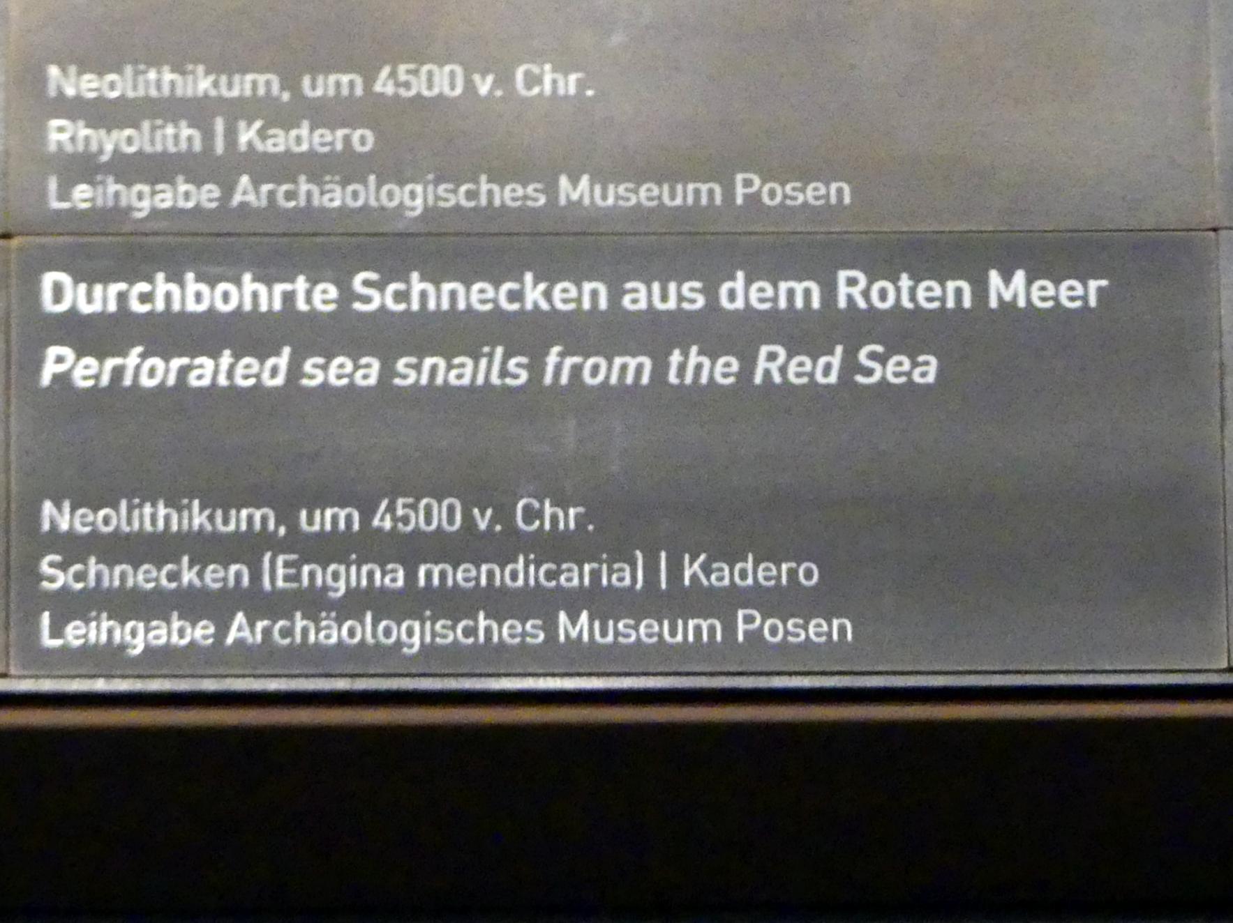 Durchbohrte Schnecken aus dem Roten Meer, Neolithikum (Jungsteinzeit), Undatiert, 4500 v. Chr., Bild 2/2