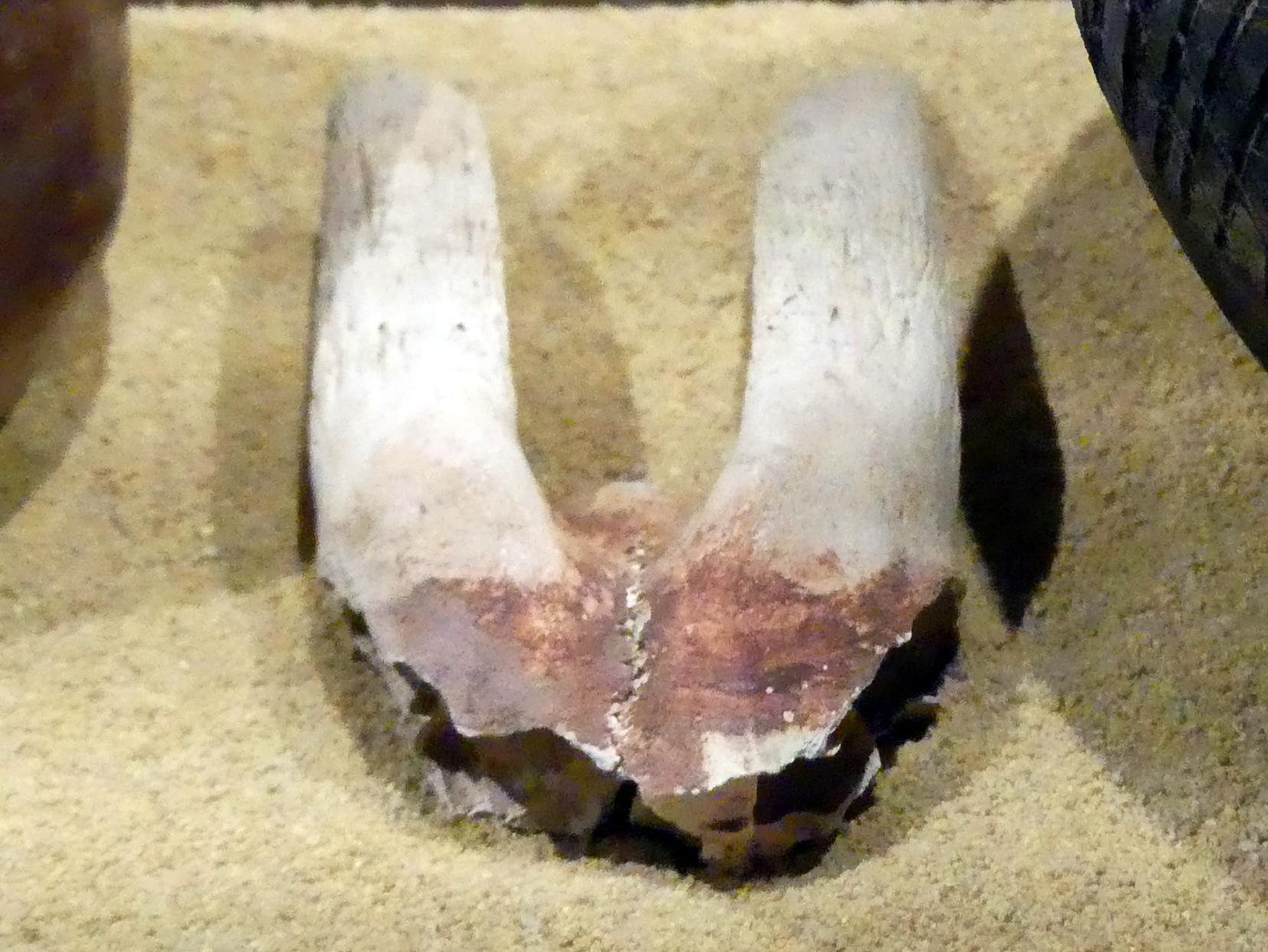 Ziegengehörn mit roter Bemalung, 1600 v. Chr.
