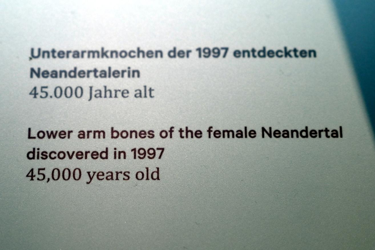 Unterarmknochen einer 1997 entdeckten Neandertalerin, 45000 v. Chr., Bild 2/3