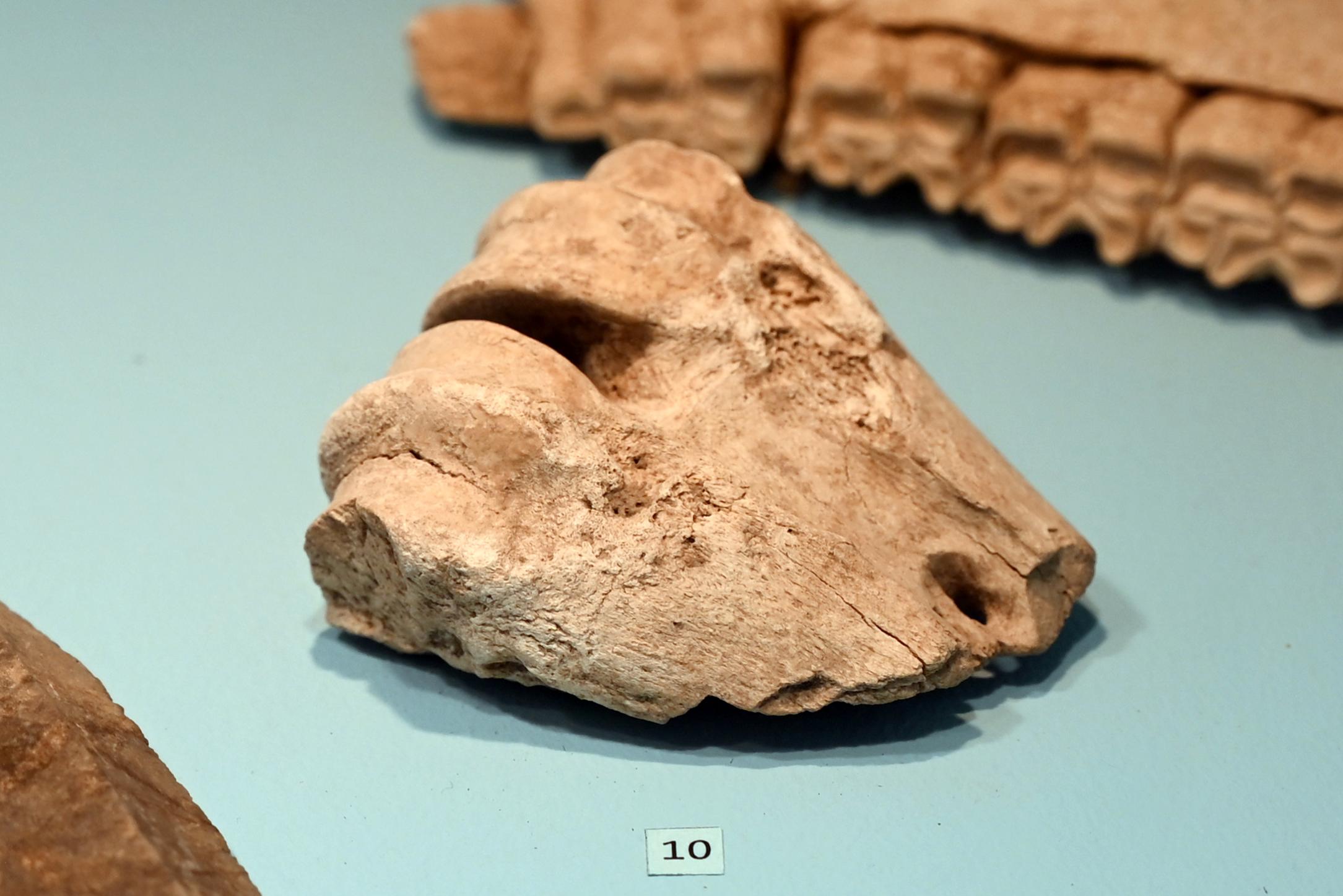 Wisent, Gelenkstück, 13000 v. Chr., Bild 1/2