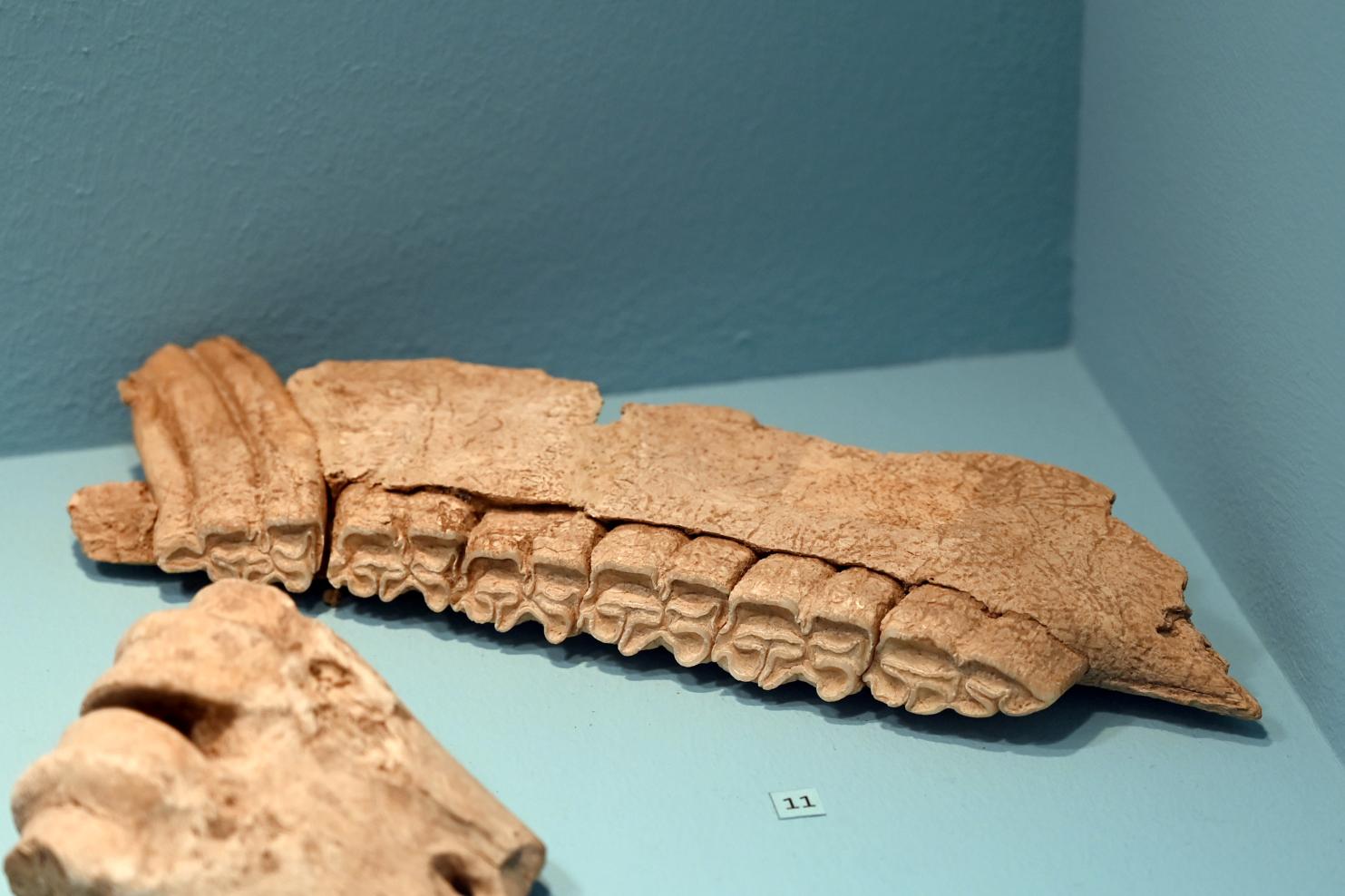 Pferd, Kieferbruchstück, 13000 v. Chr., Bild 1/2