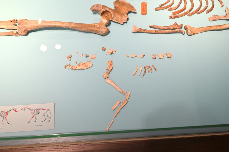 Hund aus dem Grab von Bonn-Oberkassel, Jungpaläolithikum, 43000 - 10000 v. Chr., 12000 v. Chr., Bild 1/2