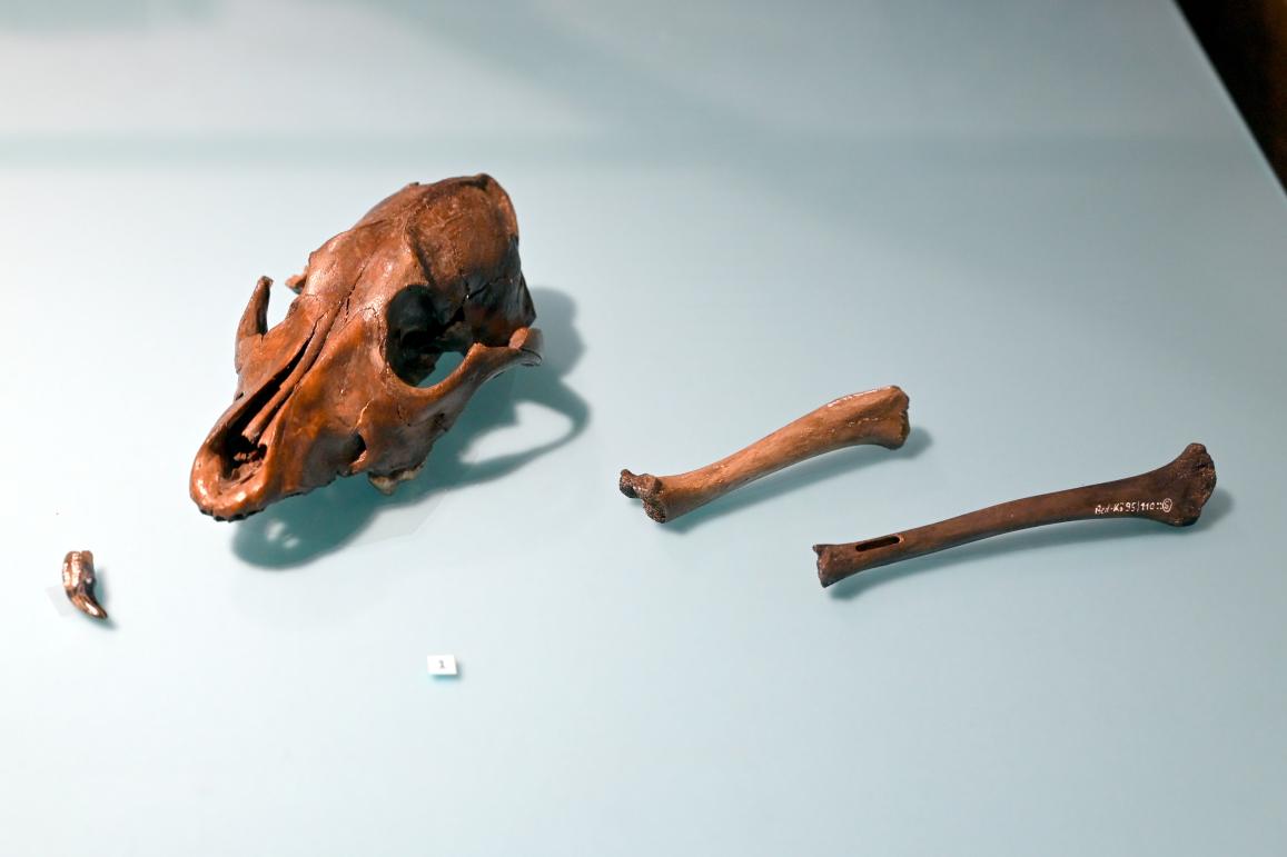 Schädel und Beinknochen eines Hundes, Mesolithikum, 9500 - 5500 v. Chr., 9000 v. Chr.