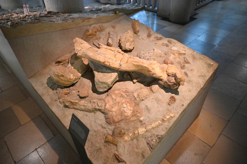 Lagerfläche, Reinsdorf-Warmzeit, 370000 v. Chr., 370000 v. Chr., Bild 2/2