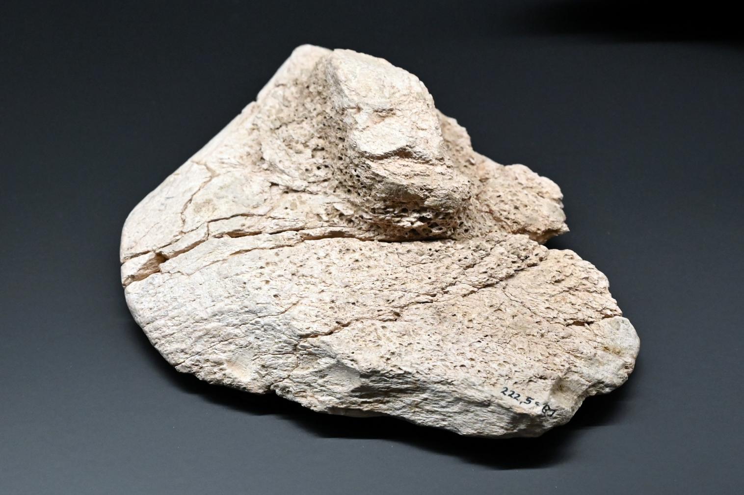 Schaberartiges Gerät, Reinsdorf-Warmzeit, 370000 v. Chr., 370000 v. Chr., Bild 1/2