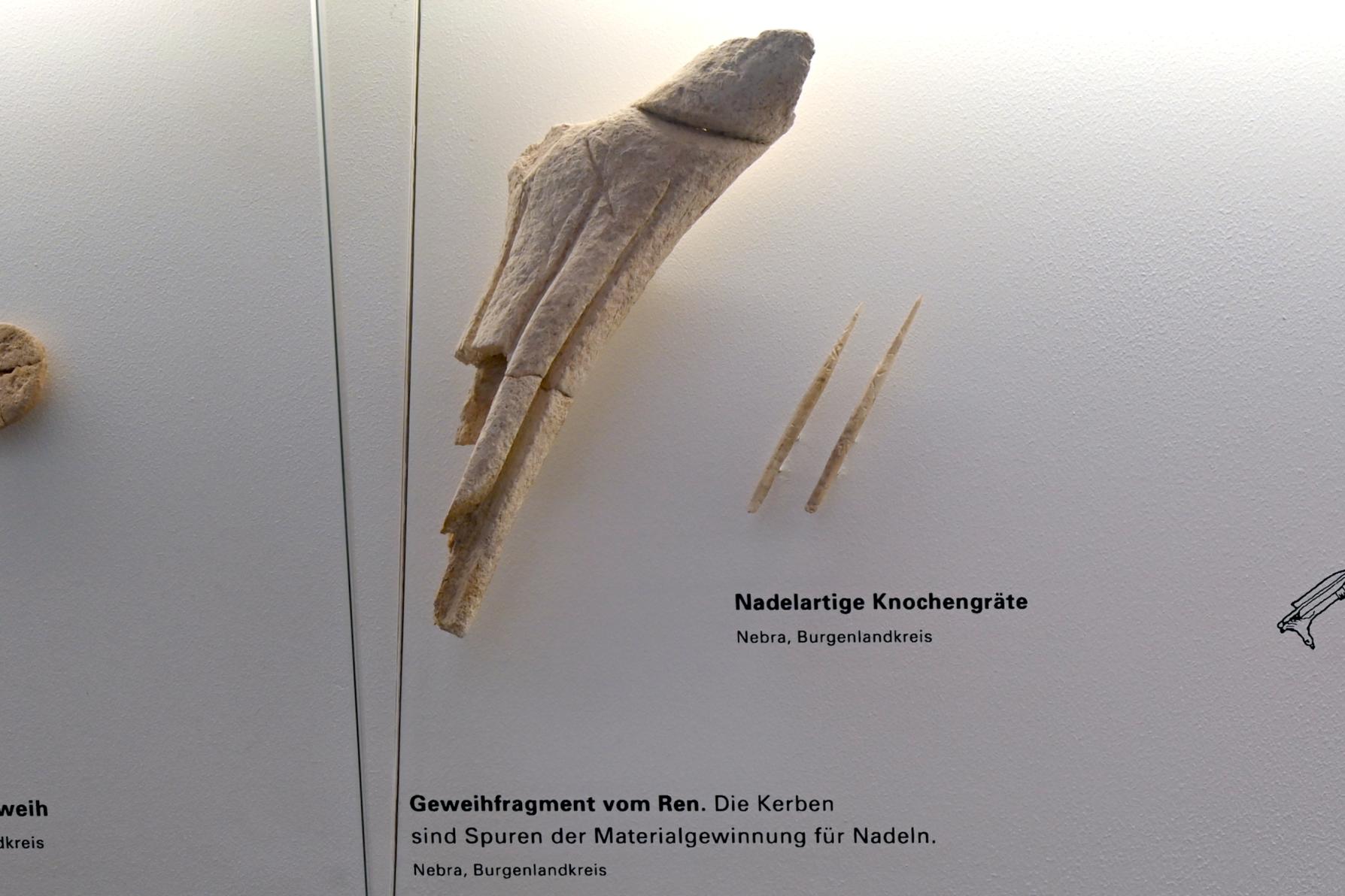 Geweihfragment vom Ren, Magdalénien, 13000 - 10000 v. Chr., 13000 v. Chr.