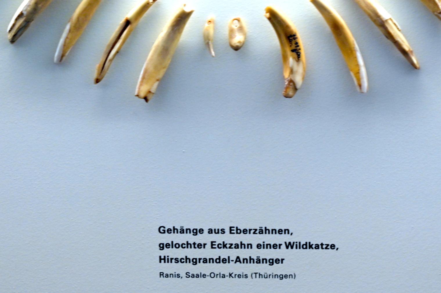 Gelochter Eckzahn einer Wildkatze, Mesolithikum, 9500 - 5500 v. Chr.