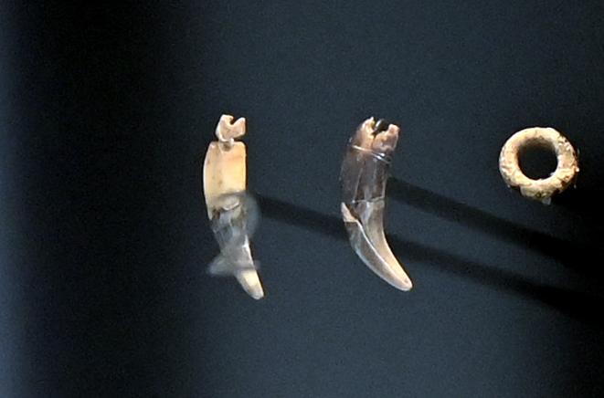 Zwei durchbohrte Reißzähne vom Fuchs, 38000 - 33000 v. Chr., Bild 1/3