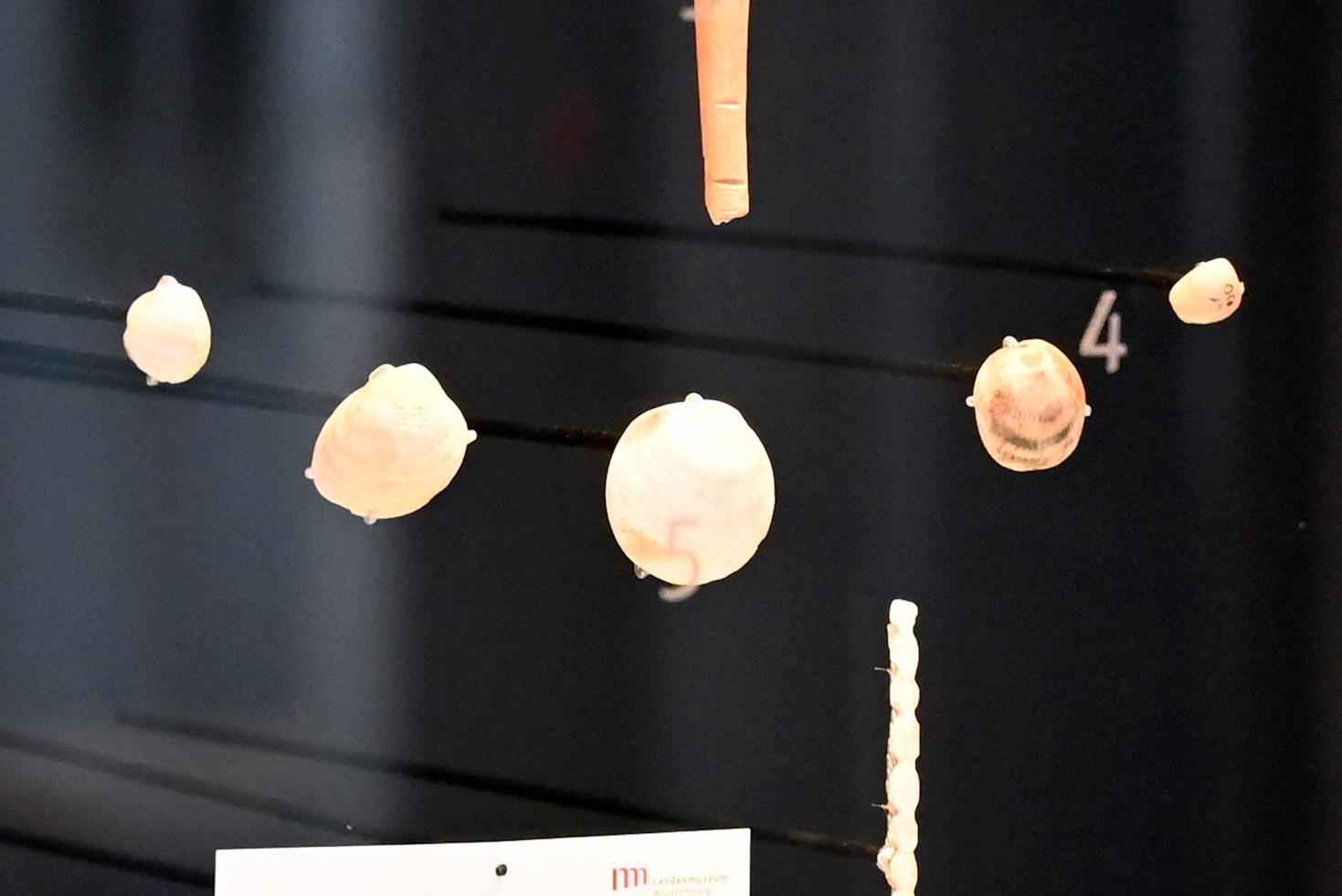 Fünf durchlochte Muschelhälften, 26000 - 23000 v. Chr.