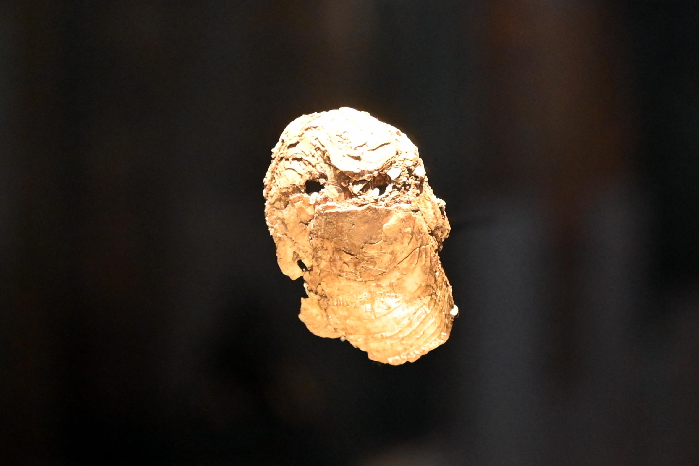 Spondylusmuschel, Neolithikum (Jungsteinzeit), 5500 - 1700 v. Chr., 5100 v. Chr.