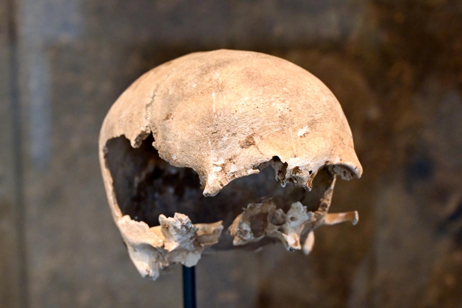 Trophäenschädel, Neolithikum (Jungsteinzeit), 5500 - 1700 v. Chr., 3800 v. Chr.