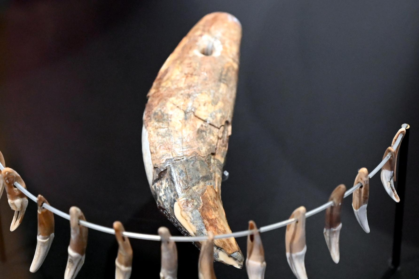 Durchlochter Bärenzahn, Neolithikum (Jungsteinzeit), 5500 - 1700 v. Chr., 3400 - 2800 v. Chr., Bild 1/3