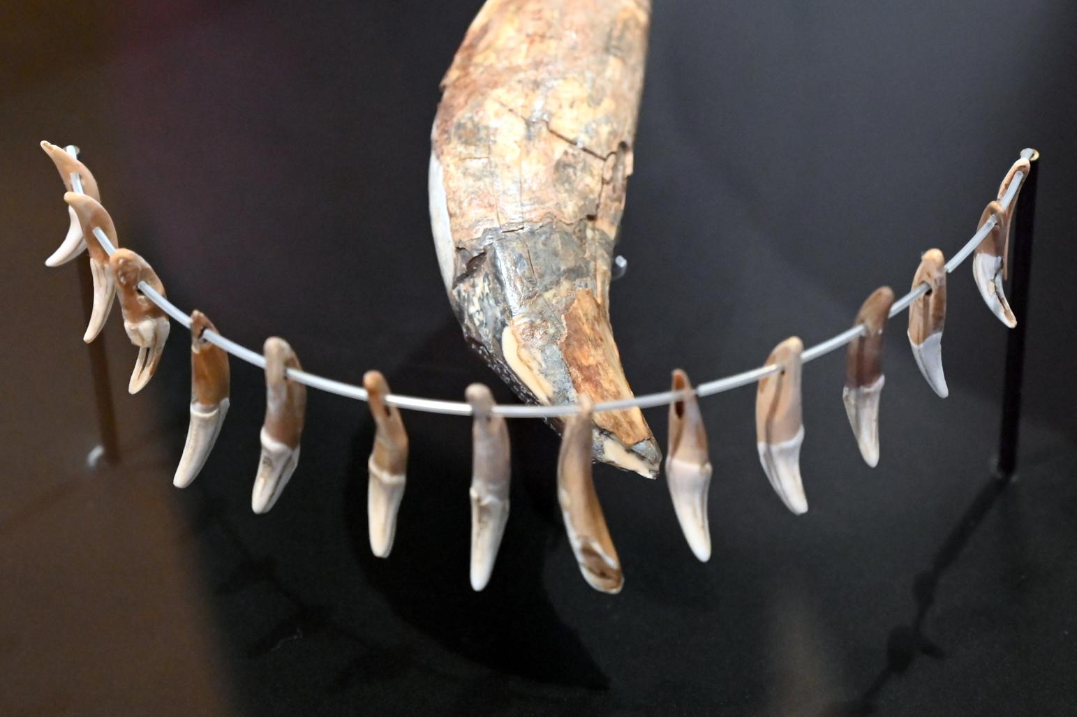 18 durchlochte Fuchszähne, Neolithikum (Jungsteinzeit), 5500 - 1700 v. Chr., 3400 - 2800 v. Chr.