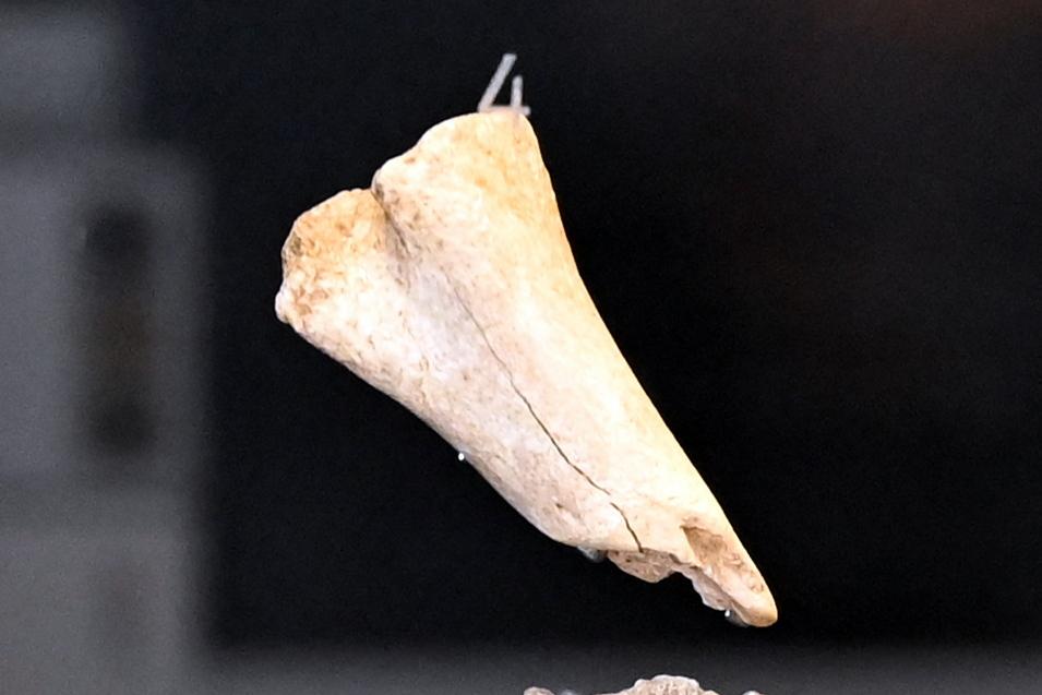 Meißel, Neolithikum (Jungsteinzeit), 5500 - 1700 v. Chr., 3800 - 3600 v. Chr.
