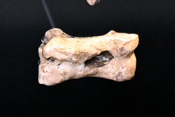 Durchlochtes Gerät, Neolithikum (Jungsteinzeit), 5500 - 1700 v. Chr., 3800 - 3600 v. Chr.